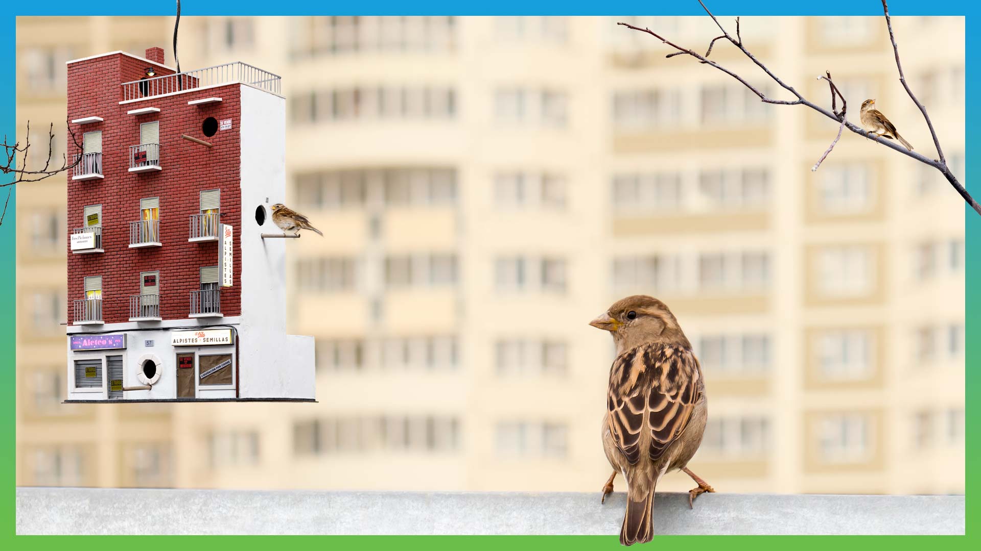 Medidas de convivencia con las aves urbanas